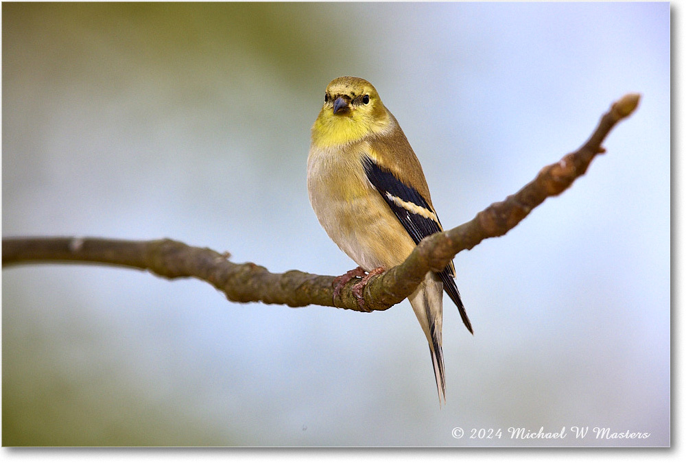 Goldfinch_Backyard_2024Feb_R5A22705