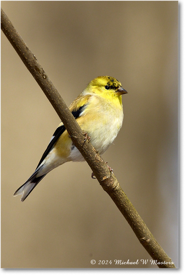 Goldfinch_Backyard_2024Feb_R5A22708