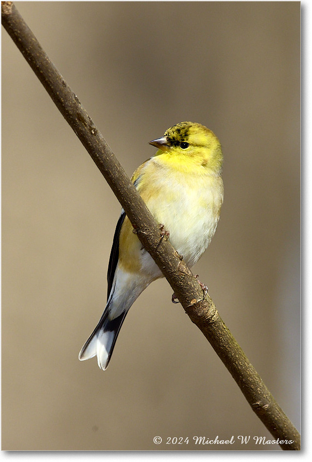 Goldfinch_Backyard_2024Feb_R5A22711