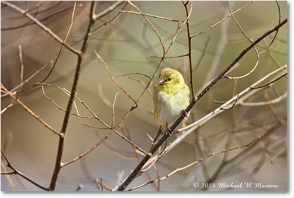 Goldfinch_Backyard_2024Feb_R5A22715