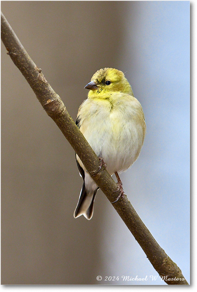 Goldfinch_Backyard_2024Feb_R5A22730