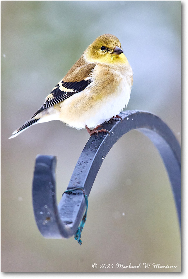 Goldfinch_Backyard_2024Jan_R5A22515