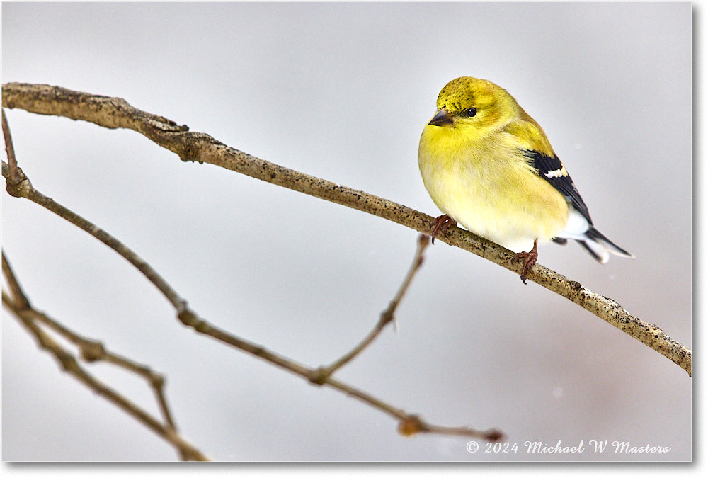 Goldfinch_Backyard_2024Jan_R5A22561