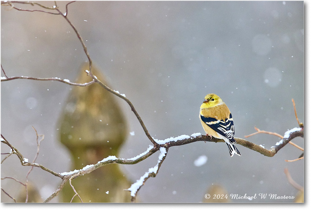 Goldfinch_Backyard_2024Jan_R5A22571