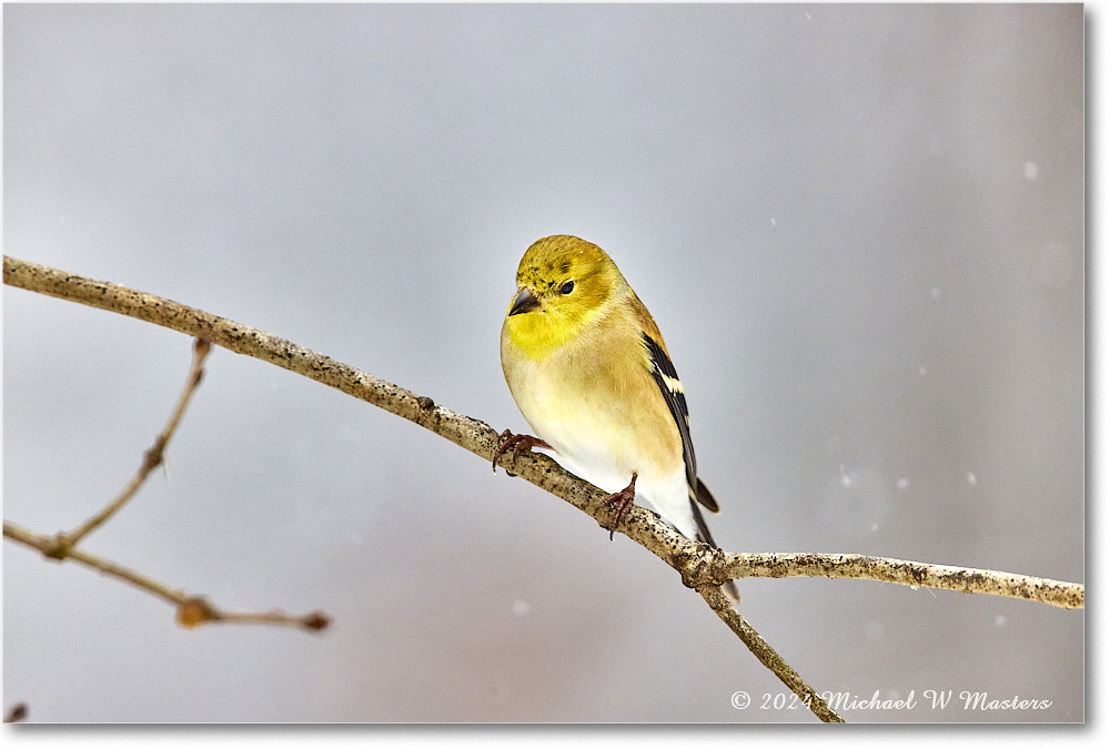 Goldfinch_Backyard_2024Jan_R5A22580