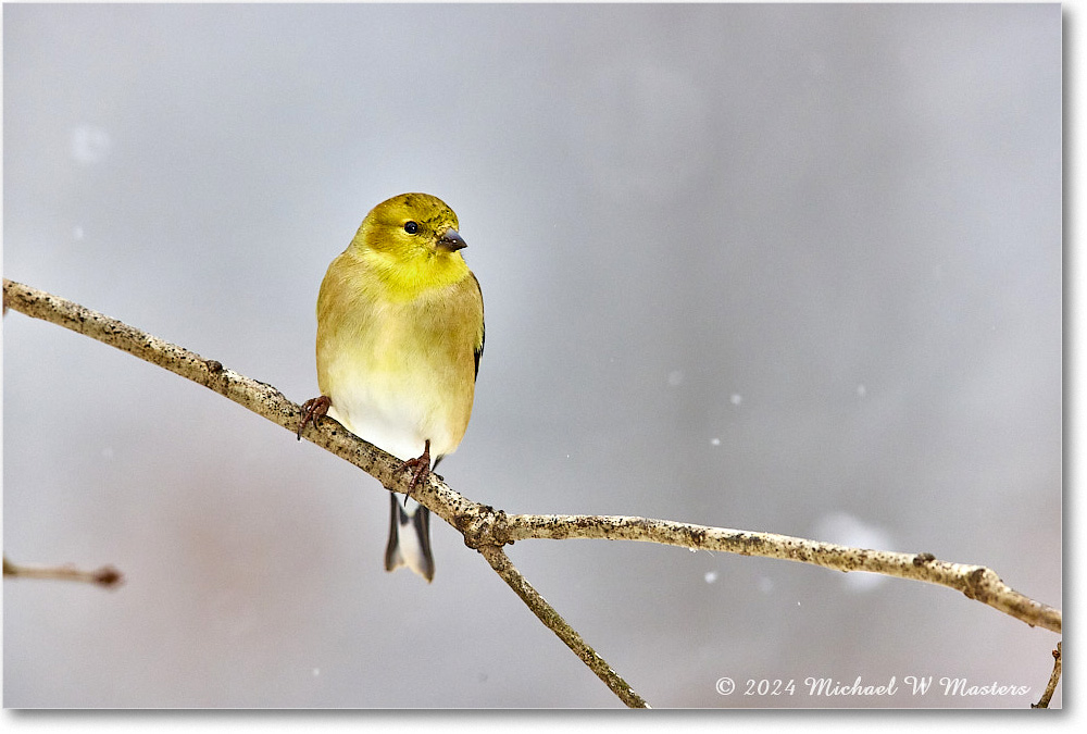 Goldfinch_Backyard_2024Jan_R5A22582