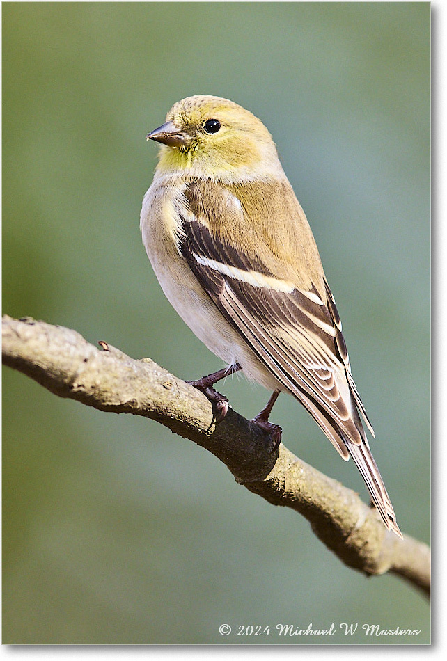 Goldfinch_Backyard_2024Jan_R5A22590