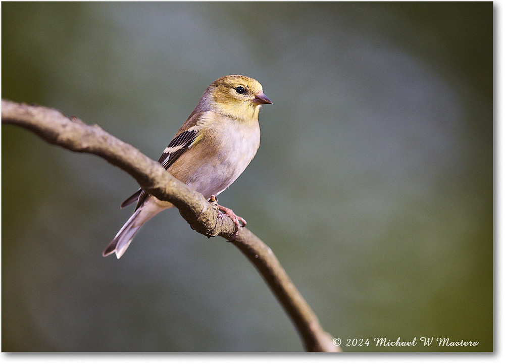 Goldfinch_Backyard_2024Jan_R5A22607