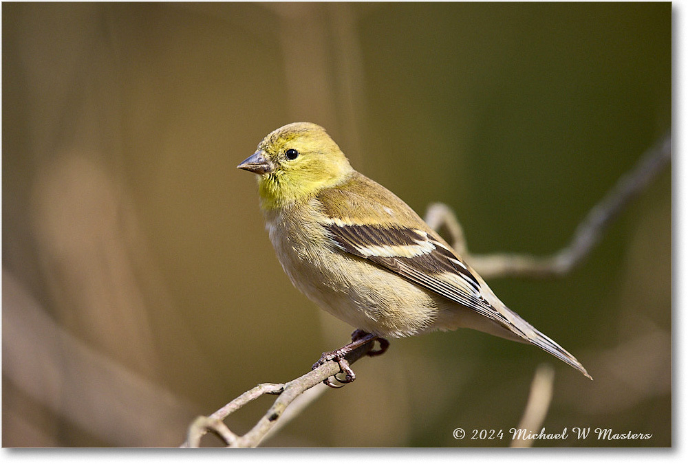 Goldfinch_Backyard_2024Jan_R5A22609