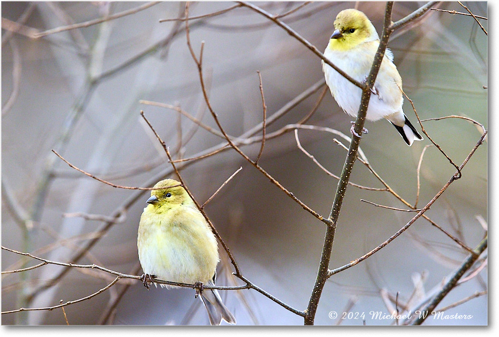 Goldfinch_Backyard_2024Jan_R5A22651