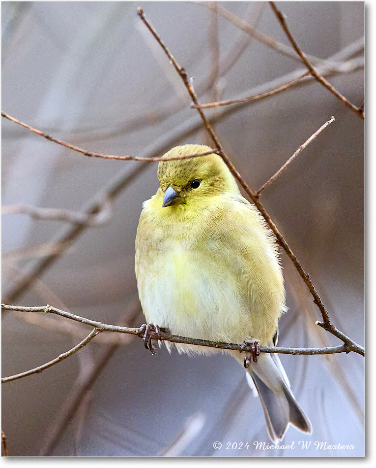 Goldfinch_Backyard_2024Jan_R5A22654