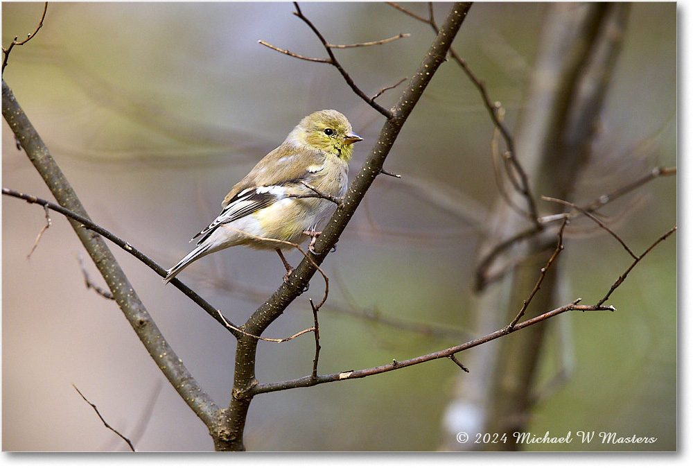 Goldfinch_Backyard_2024Mar_R5A22858