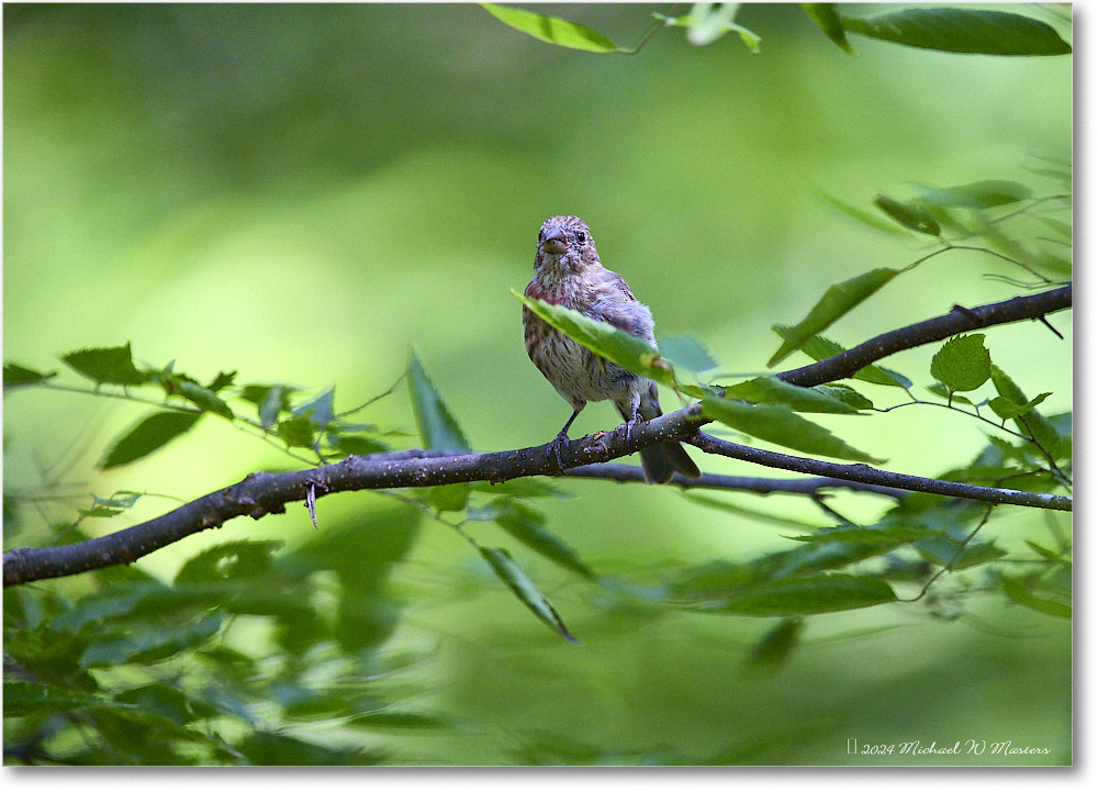 HouseFinch_Backyard_2024Aug_R5C00284