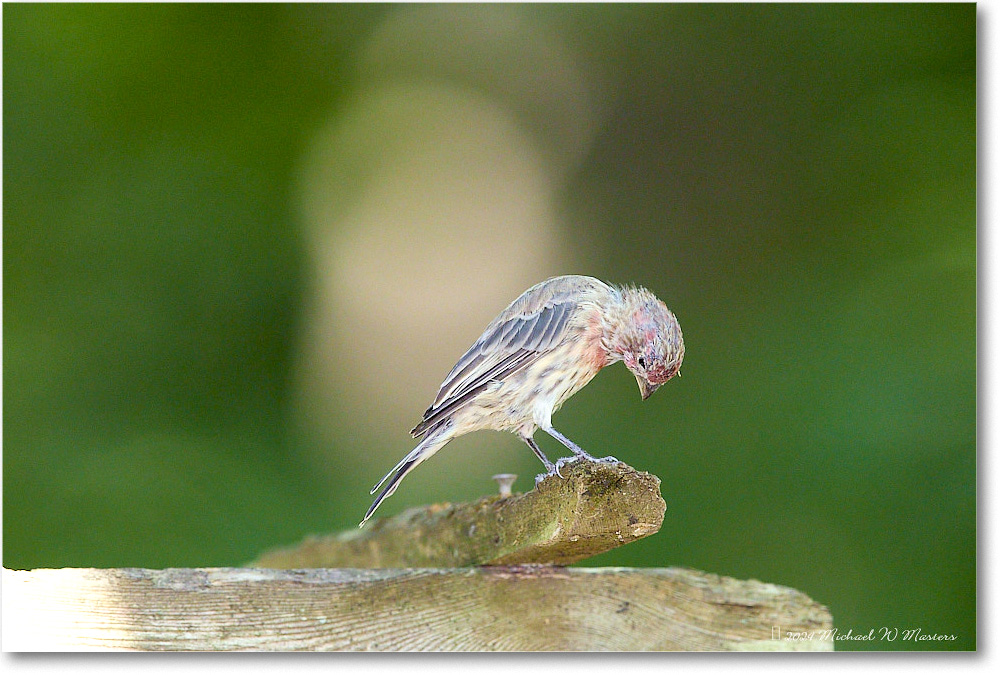 HouseFinch_Backyard_2024Aug_R5C00874