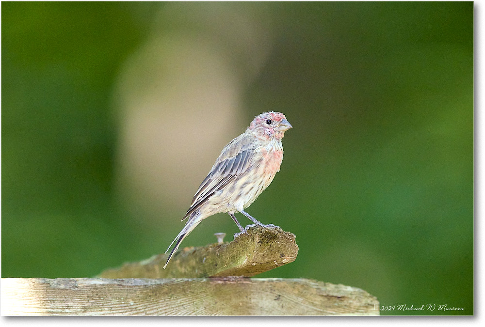 HouseFinch_Backyard_2024Aug_R5C00883