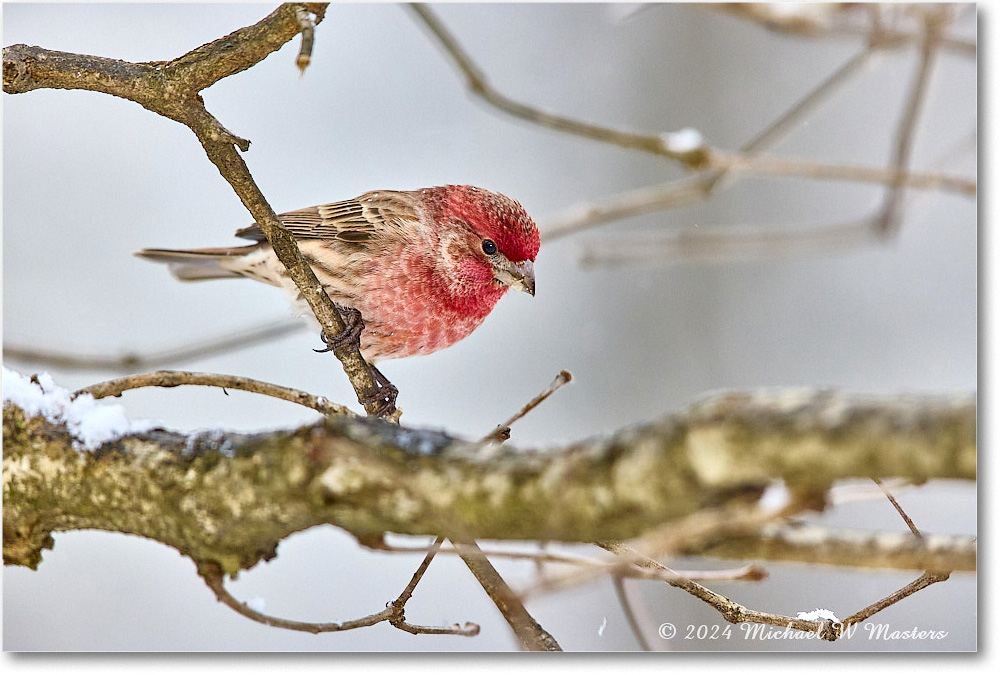 Housefinch_Backyard_2024Jan_R5A22557