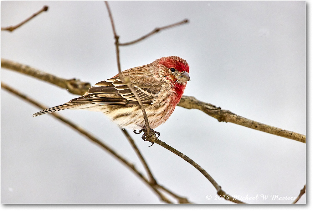 Housefinch_Backyard_2024Jan_R5A22562