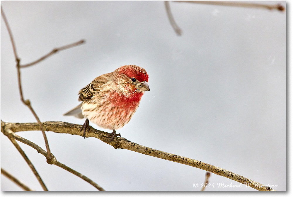 Housefinch_Backyard_2024Jan_R5A22567