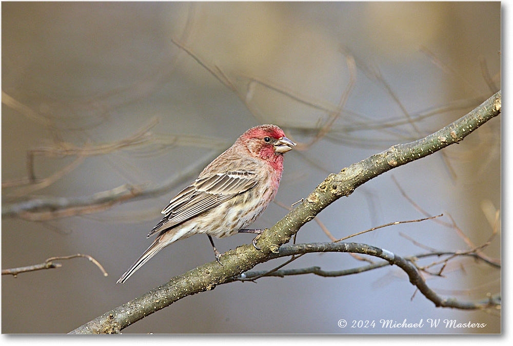 Housefinch_Backyard_2024Mar_R5A22807