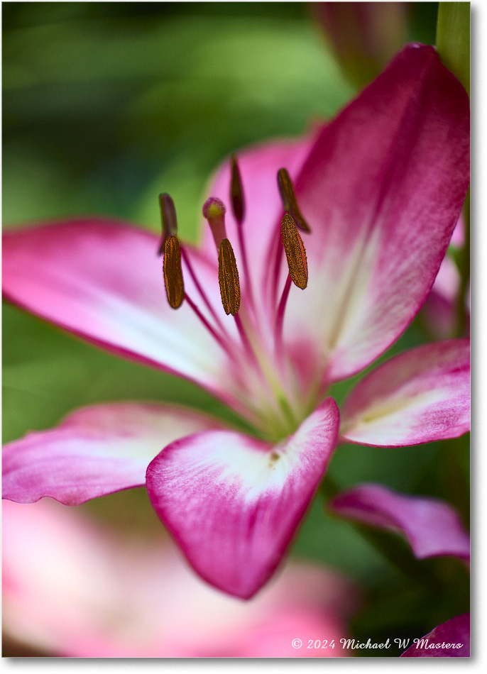 Lily_Backyard_2024May_R5A23263