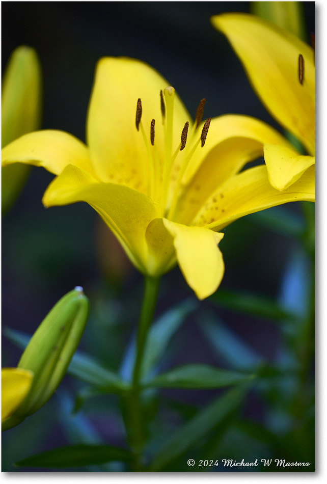 Lily_Backyard_2024May_R5A23264