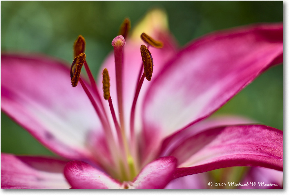 Lily_Backyard_2024May_R5A23288