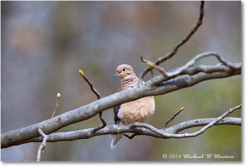 MourningDove_Backyard_2024Mar_R5A22883