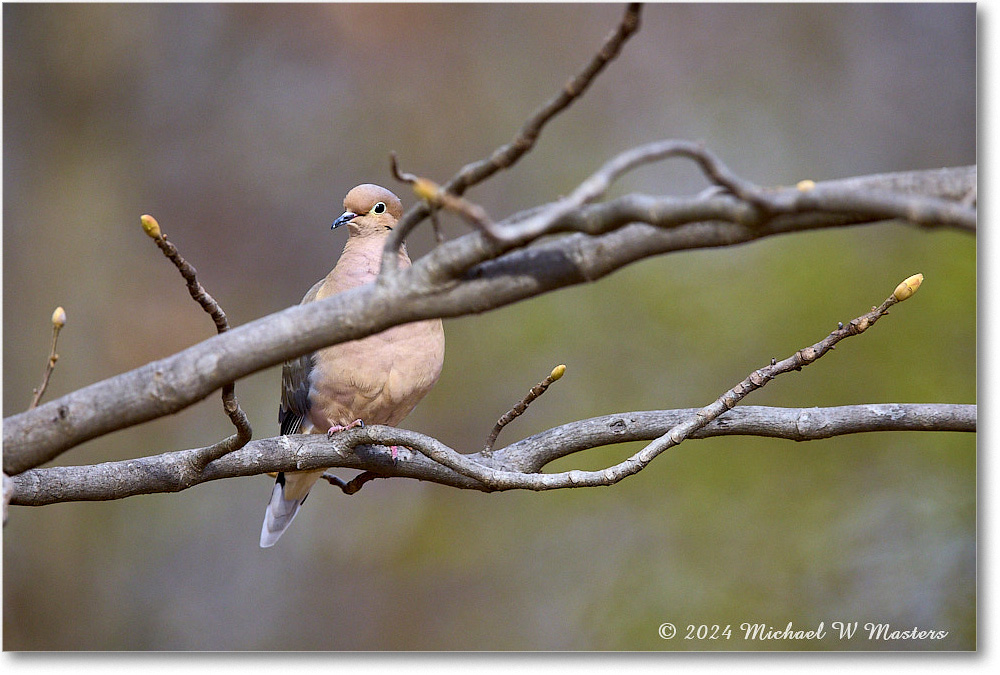 MourningDove_Backyard_2024Mar_R5A22890