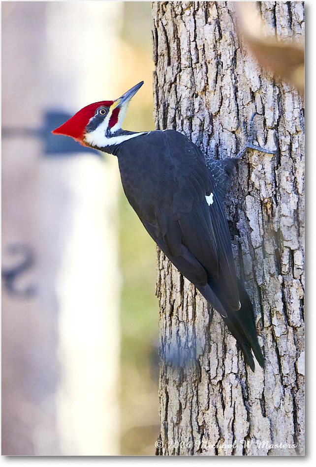 PiliatedWoodpecker_Backyard_2024Jan_R5B14714