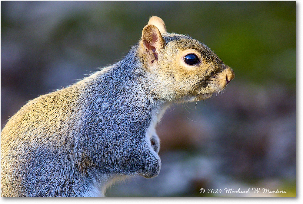 Squirrel_Backyard_2024Mar_R5A22842