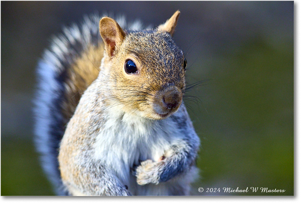 Squirrel_Backyard_2024Mar_R5A22845