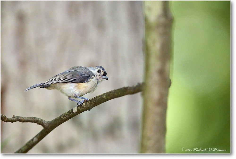 Titmouse_Backyard_2024Aug_R5C00221