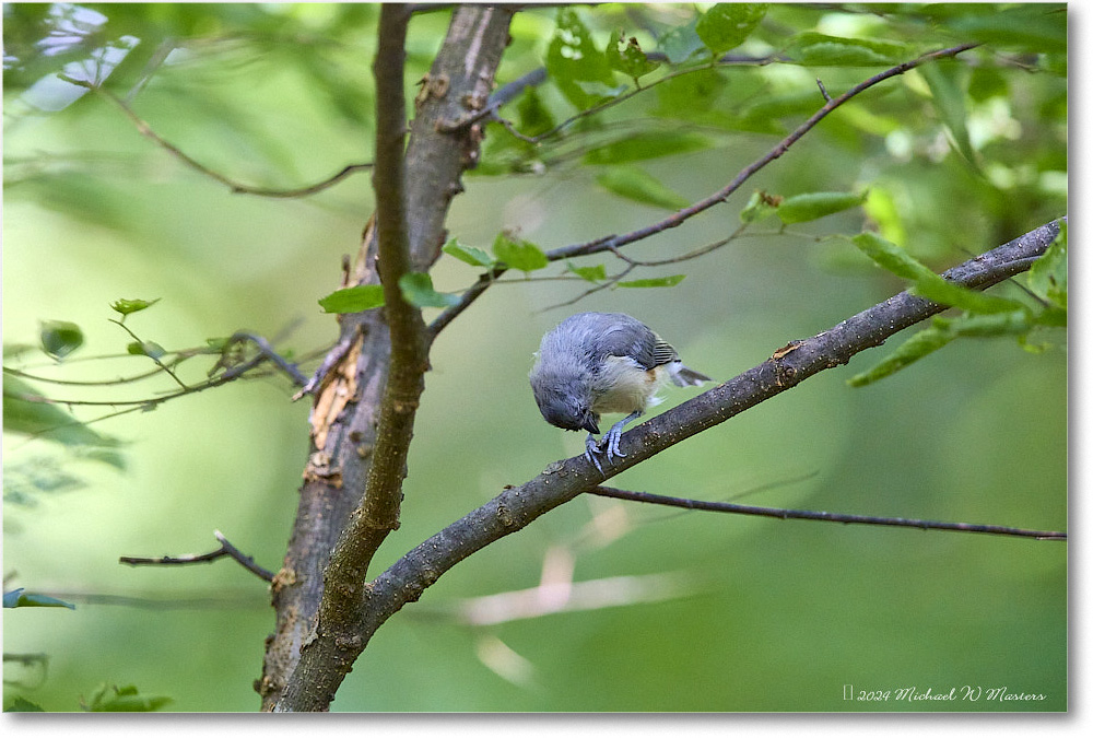 Titmouse_Backyard_2024Aug_R5C00352