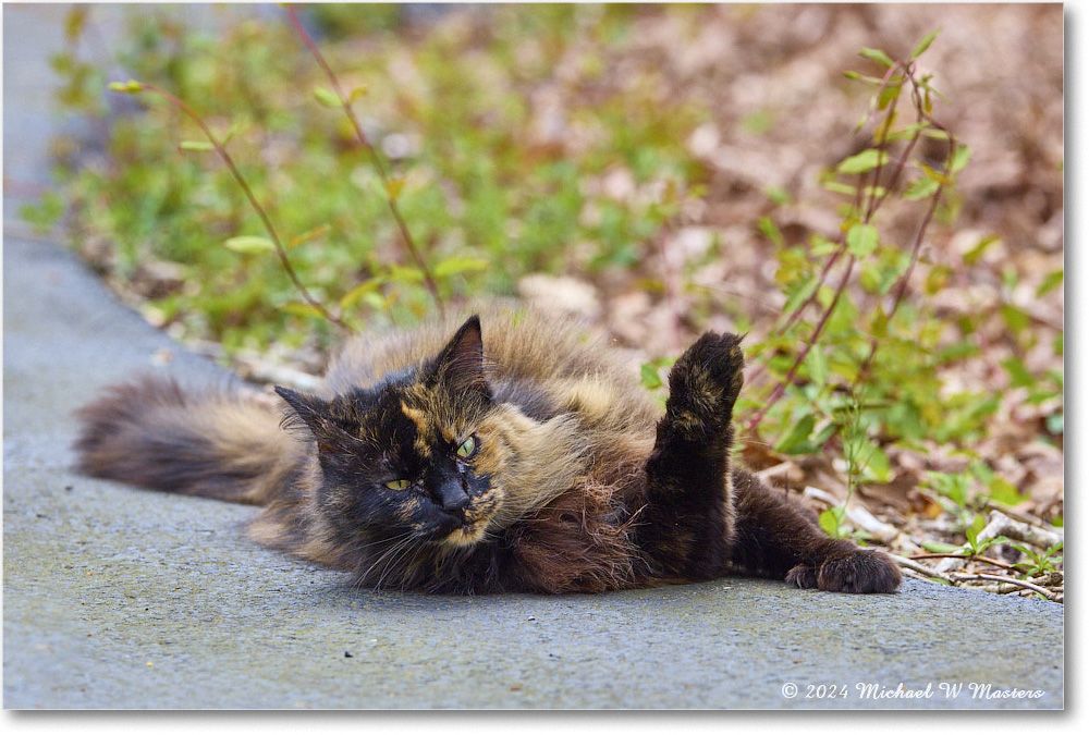 TortiseshellCat_Backyard_2024Apr_R5A23058