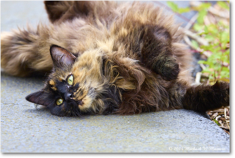 TortiseshellCat_Backyard_2024Apr_R5A23060