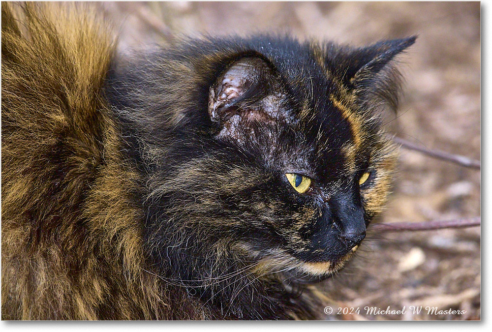 TortoiseshellCat_Backyard_2024Mar_R5A22927