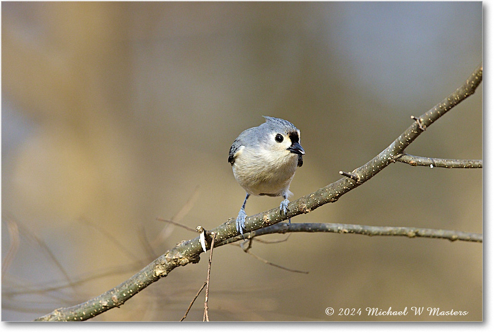 TuftedTitmouse_Backyard_2024Mar_R5A22767