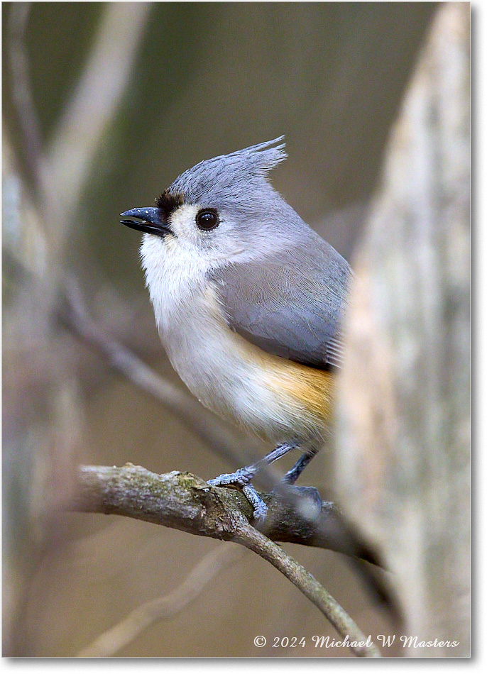 TurtedTitmouse_Backyard_2024Mar_R5A22899