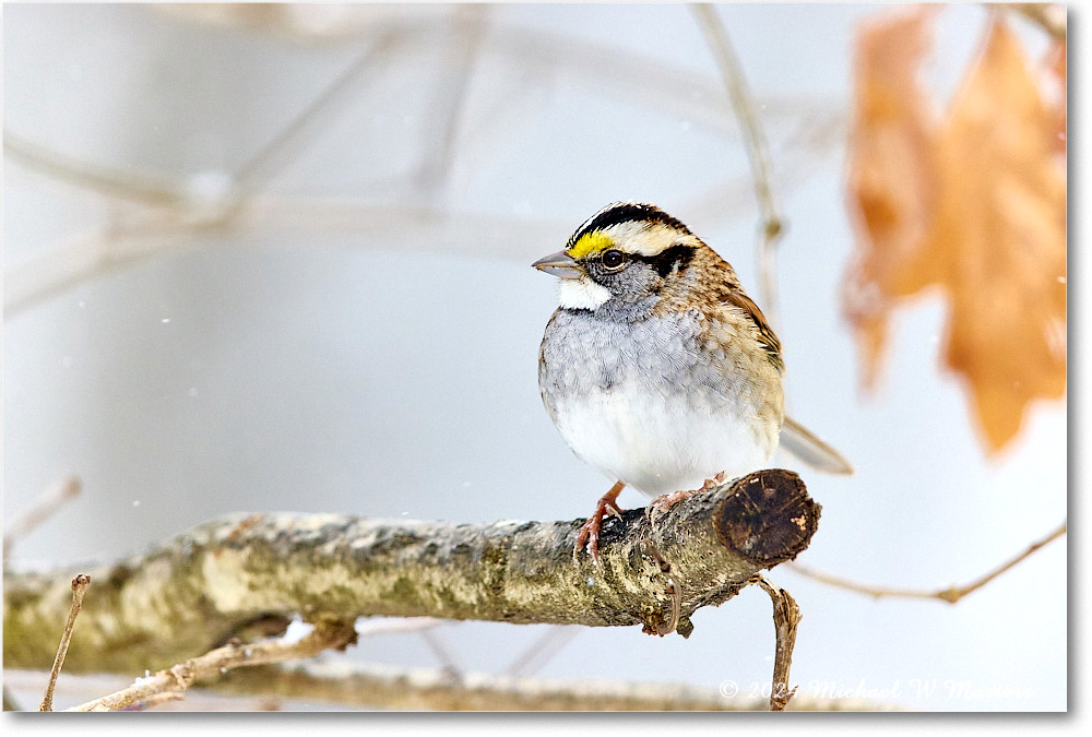 White-throatedSparrow_Backyard_2024Jan_R5A22543