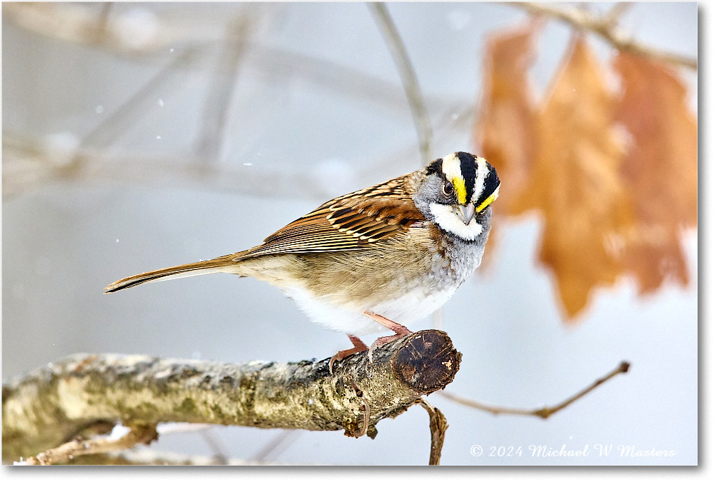 White-throatedSparrow_Backyard_2024Jan_R5A22548