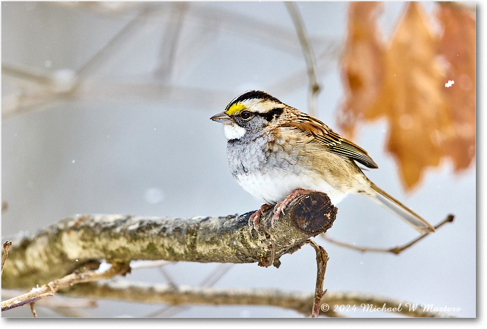 White-throatedSparrow_Backyard_2024Jan_R5A22550