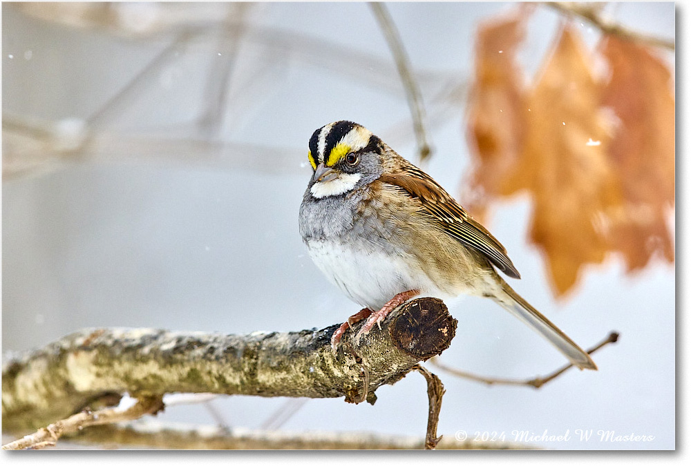 White-throatedSparrow_Backyard_2024Jan_R5A22552