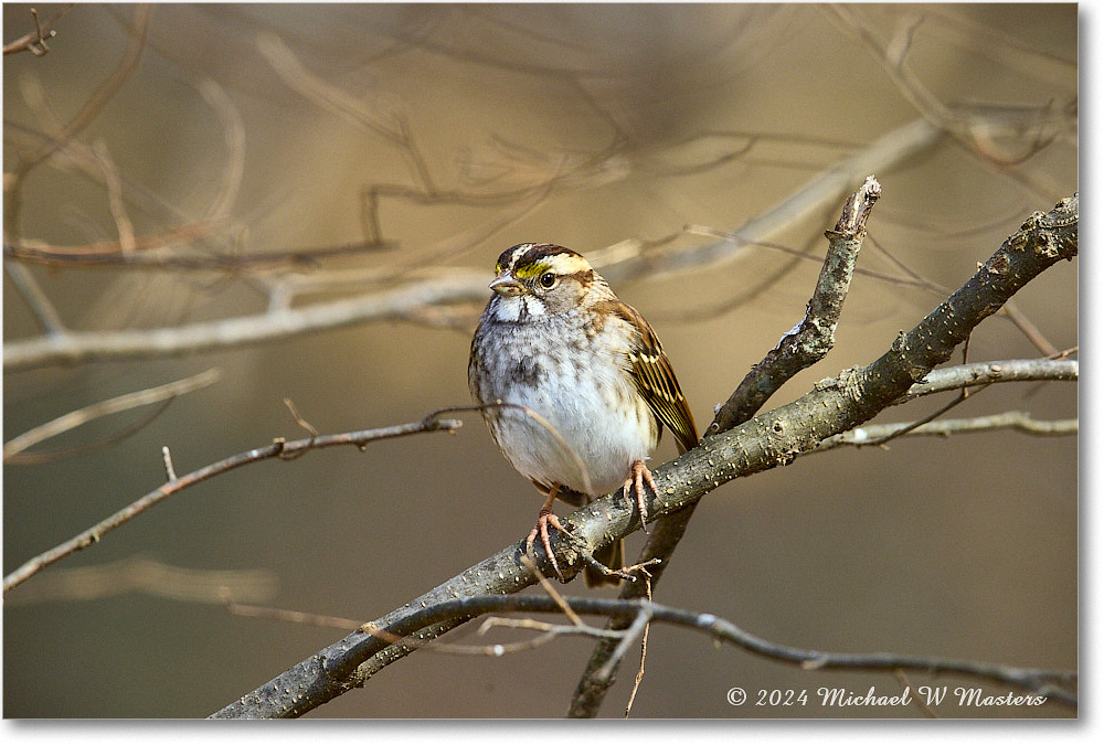 WhitethroatSparrow_Backyard_2024Feb_R5A22677