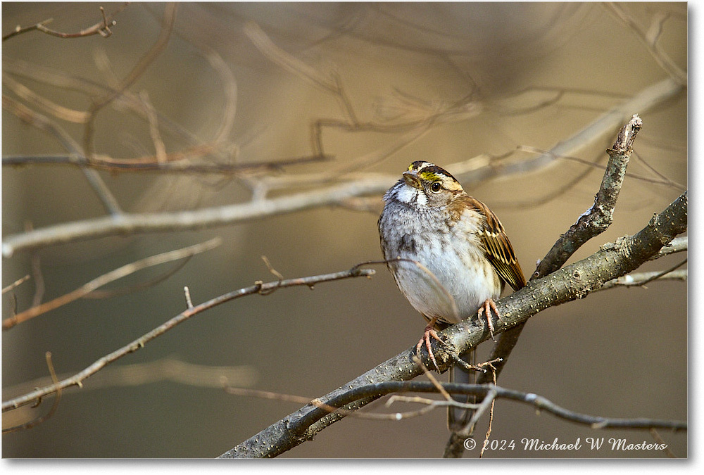 WhitethroatSparrow_Backyard_2024Feb_R5A22679