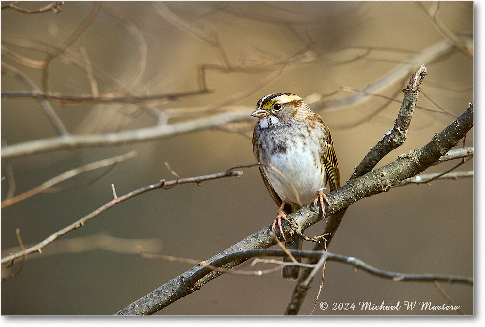 WhitethroatSparrow_Backyard_2024Feb_R5A22687