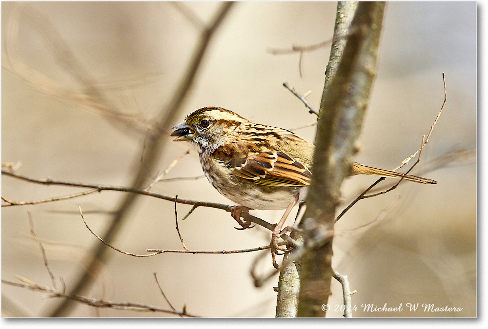 WhitethroatSparrow_Backyard_2024Feb_R5A22740