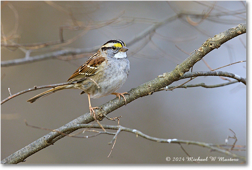 WhitethroatSparrow_Backyard_2024Mar_R5A22796