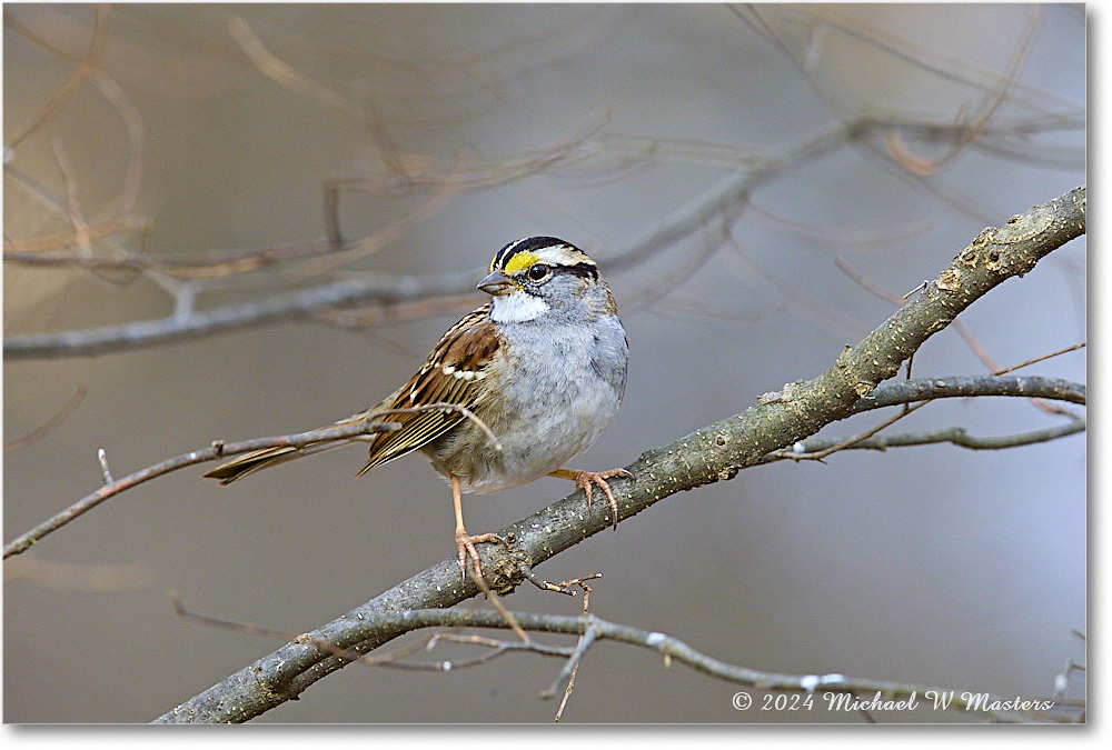 WhitethroatSparrow_Backyard_2024Mar_R5A22801