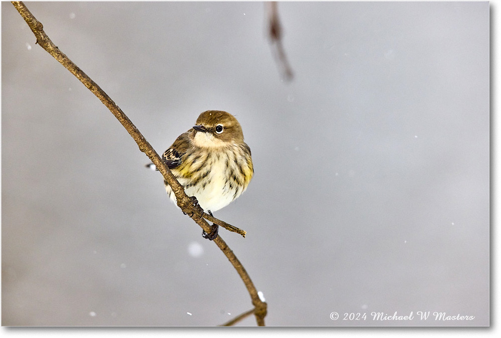 Yellow-rumpedWarbler_Backyard_2024Jan_R5A22529