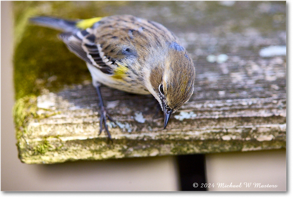 YellowrumpWarbler_Backyard_2024Jan_R5A22611